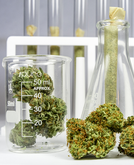 Pure Bulk - Cannabis Produktformulierung